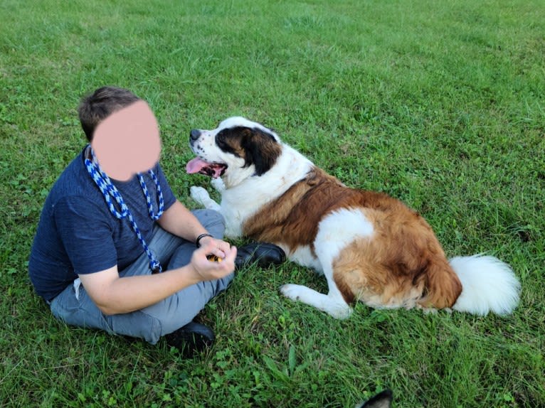 Thor, a Saint Bernard tested with EmbarkVet.com