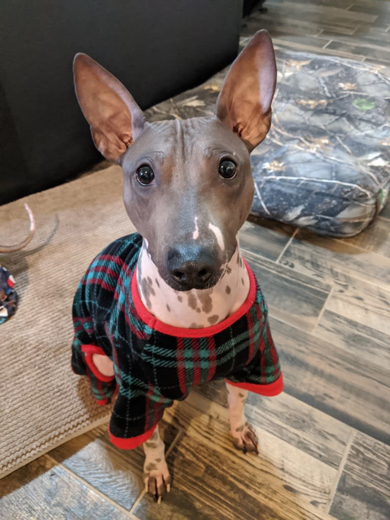 Rawhide, an American Hairless Terrier tested with EmbarkVet.com