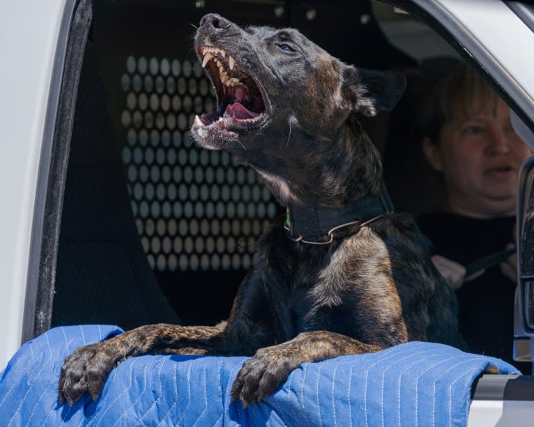 Static, a Dutch Shepherd tested with EmbarkVet.com