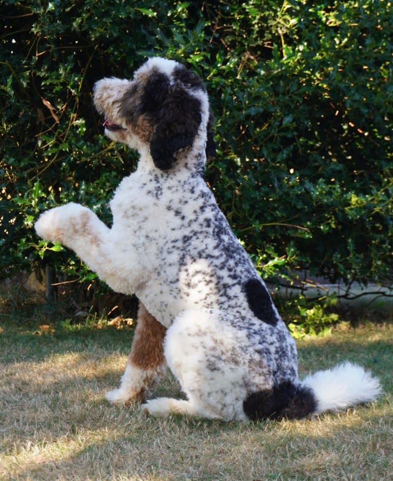 Utah, a Poodle (Standard) tested with EmbarkVet.com
