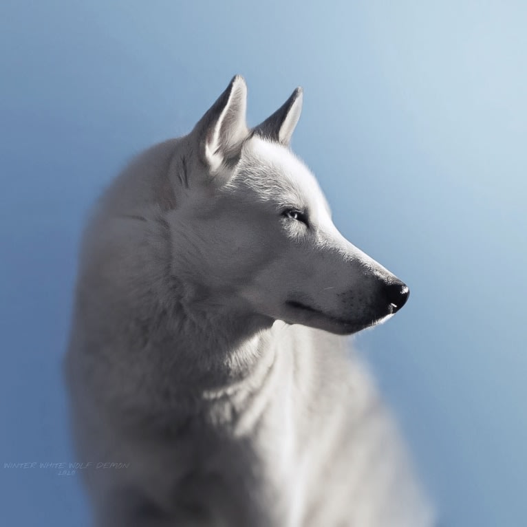 DEMON, a Gerberian Shepsky (5.0% unresolved) tested with EmbarkVet.com