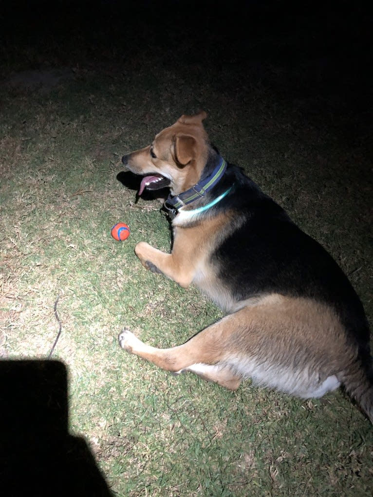 Shainee, a German Shepherd Dog and Australian Cattle Dog mix tested with EmbarkVet.com