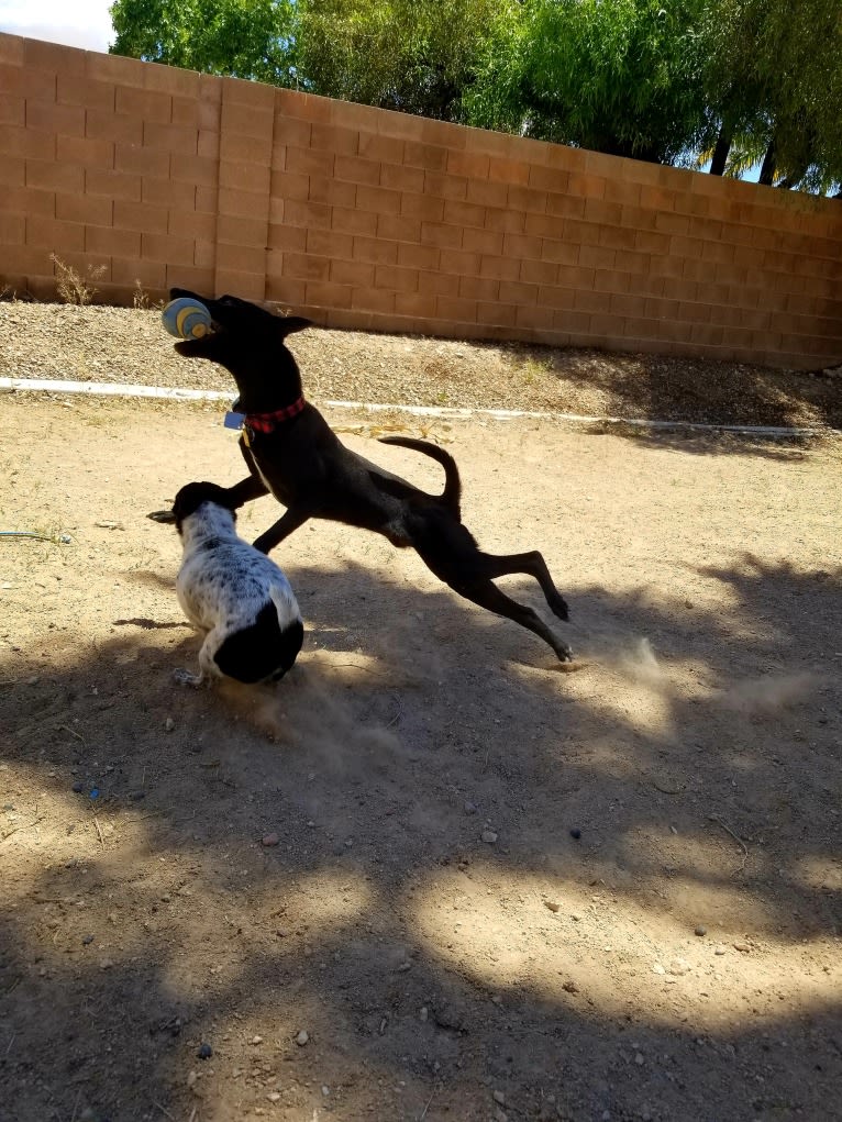 Paladin, a Chihuahua and Pomeranian mix tested with EmbarkVet.com