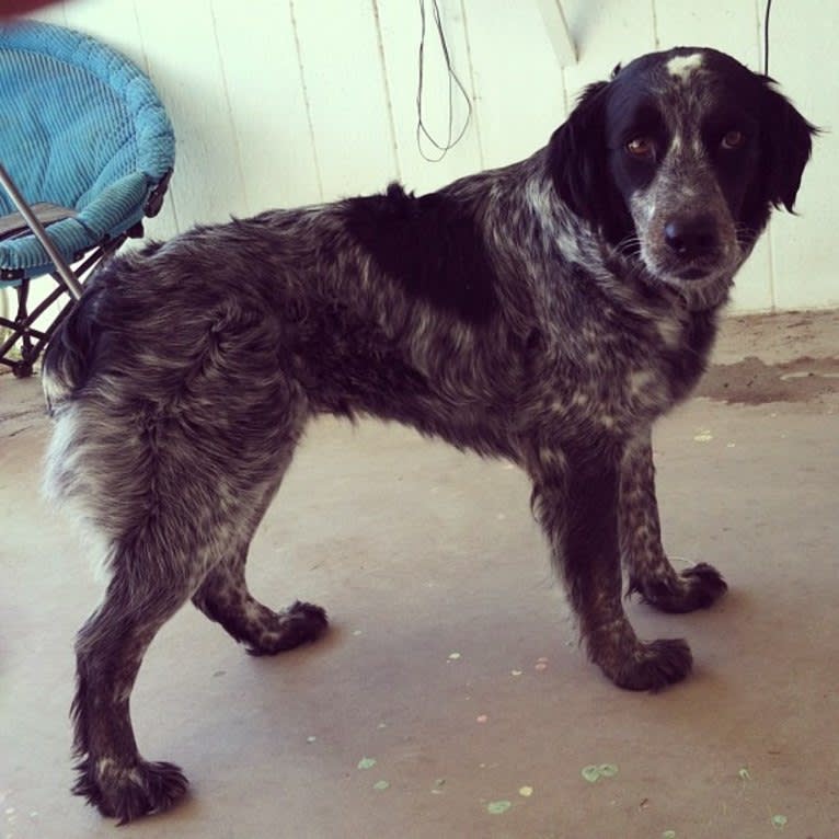 Riley, an English Springer Spaniel and Australian Cattle Dog mix tested with EmbarkVet.com