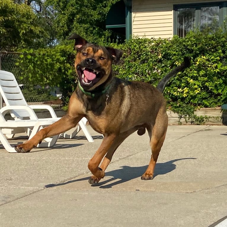 Lenny, a Rottweiler and American Pit Bull Terrier mix tested with EmbarkVet.com