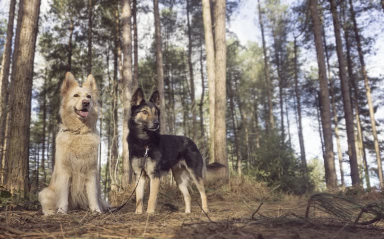 Armin, an Eastern European Village Dog tested with EmbarkVet.com