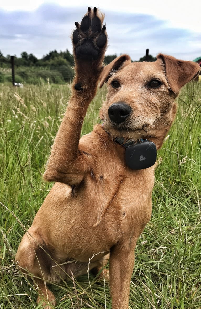 Madison (IKC - The Mad Patter), a Russell-type Terrier and Lakeland Terrier mix tested with EmbarkVet.com