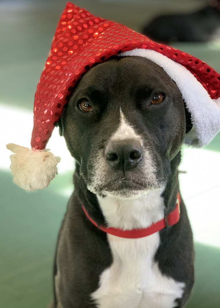 Wilson Xavier, a Boxer and Labrador Retriever mix tested with EmbarkVet.com