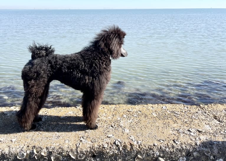 Nova, a Poodle (Standard) tested with EmbarkVet.com