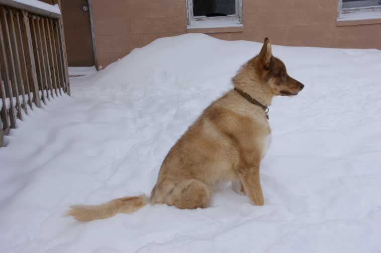 Duvel, a Gerberian Shepsky (18.8% unresolved) tested with EmbarkVet.com