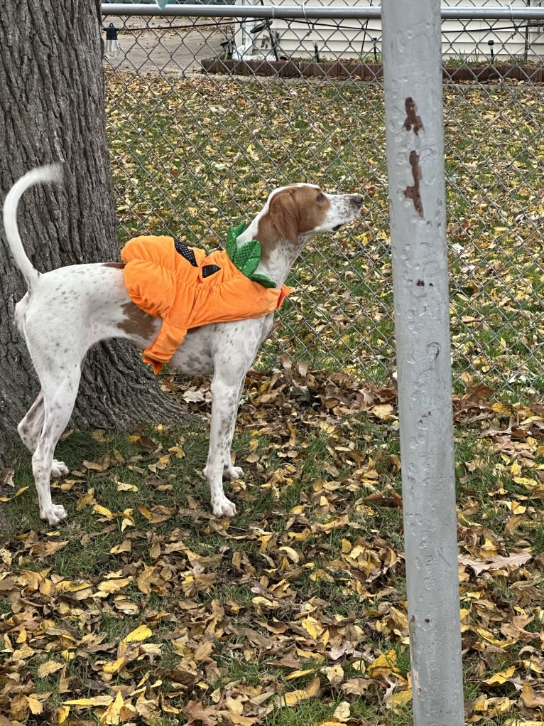 Texie, a Pointer and Llewellin Setter mix tested with EmbarkVet.com