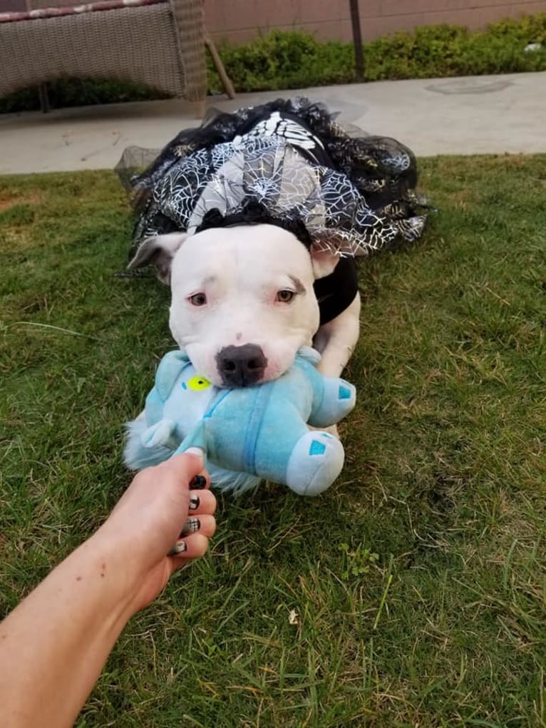 Luna, an American Pit Bull Terrier and American Staffordshire Terrier mix tested with EmbarkVet.com