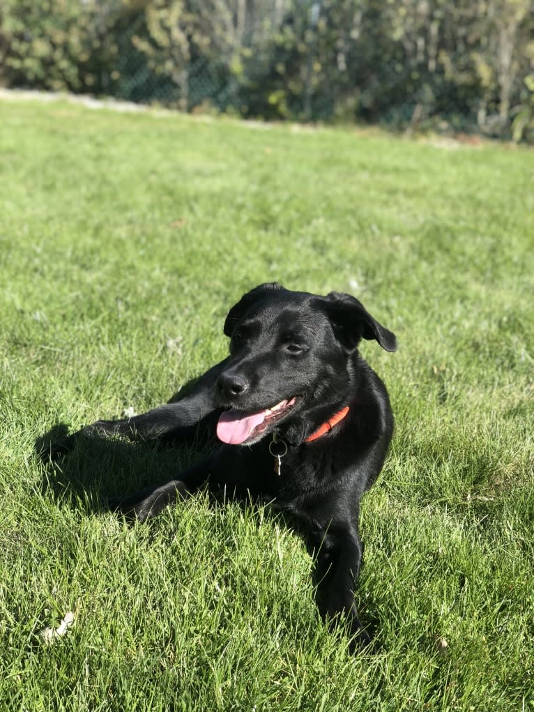 Caesar, a Labrador Retriever and Staffordshire Terrier mix tested with EmbarkVet.com