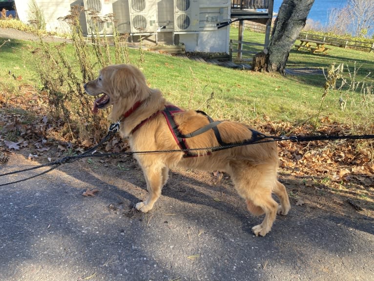 Timber “Gross Manor’s I’ll Be The One You Won’t Forget”, a Golden Retriever tested with EmbarkVet.com