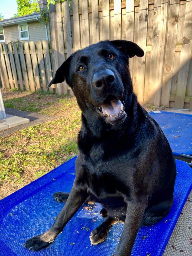 Reggie, a German Shepherd Dog and Chinese Shar-Pei mix tested with EmbarkVet.com