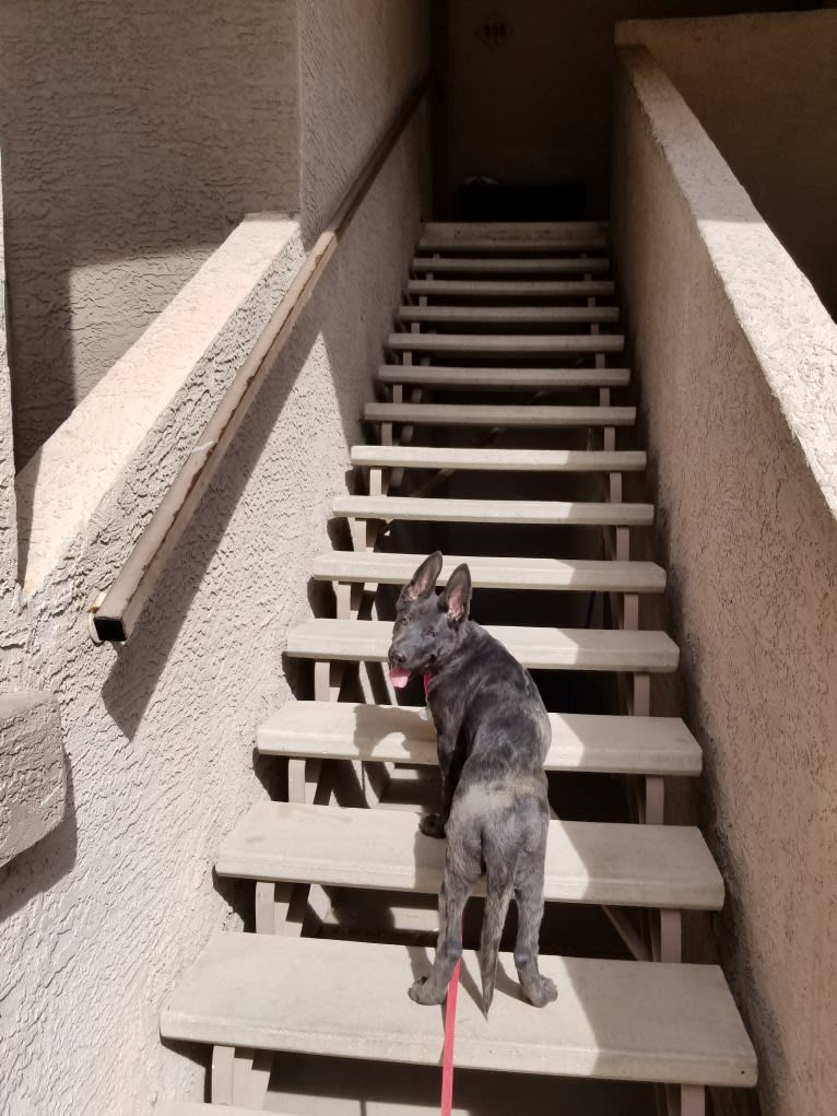 Ruby, a German Shepherd Dog tested with EmbarkVet.com