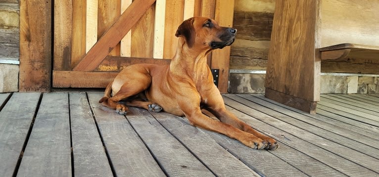 Willow, a Rhodesian Ridgeback tested with EmbarkVet.com