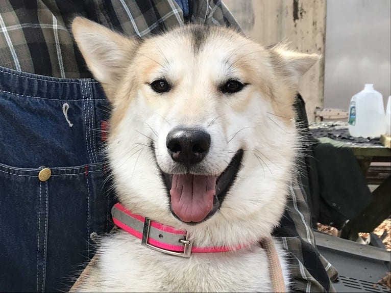 Tuli, a Greenland Dog tested with EmbarkVet.com