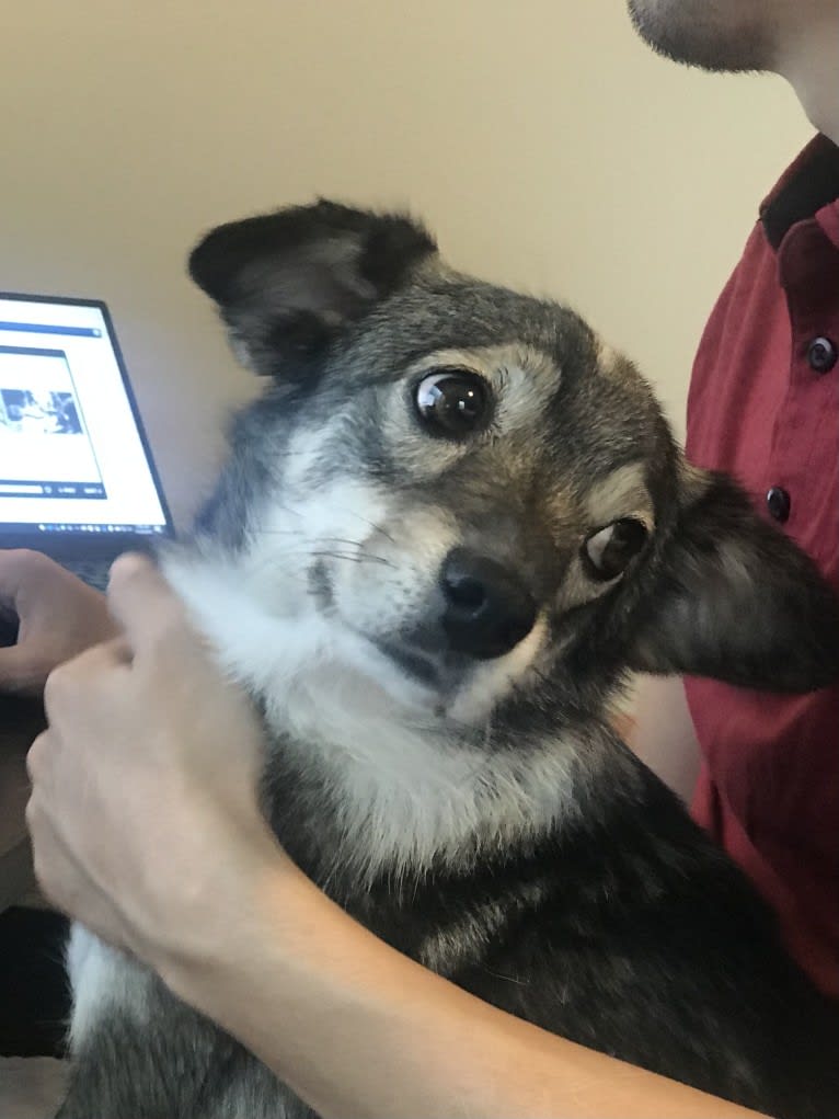 Jupiter, a Japanese or Korean Village Dog tested with EmbarkVet.com