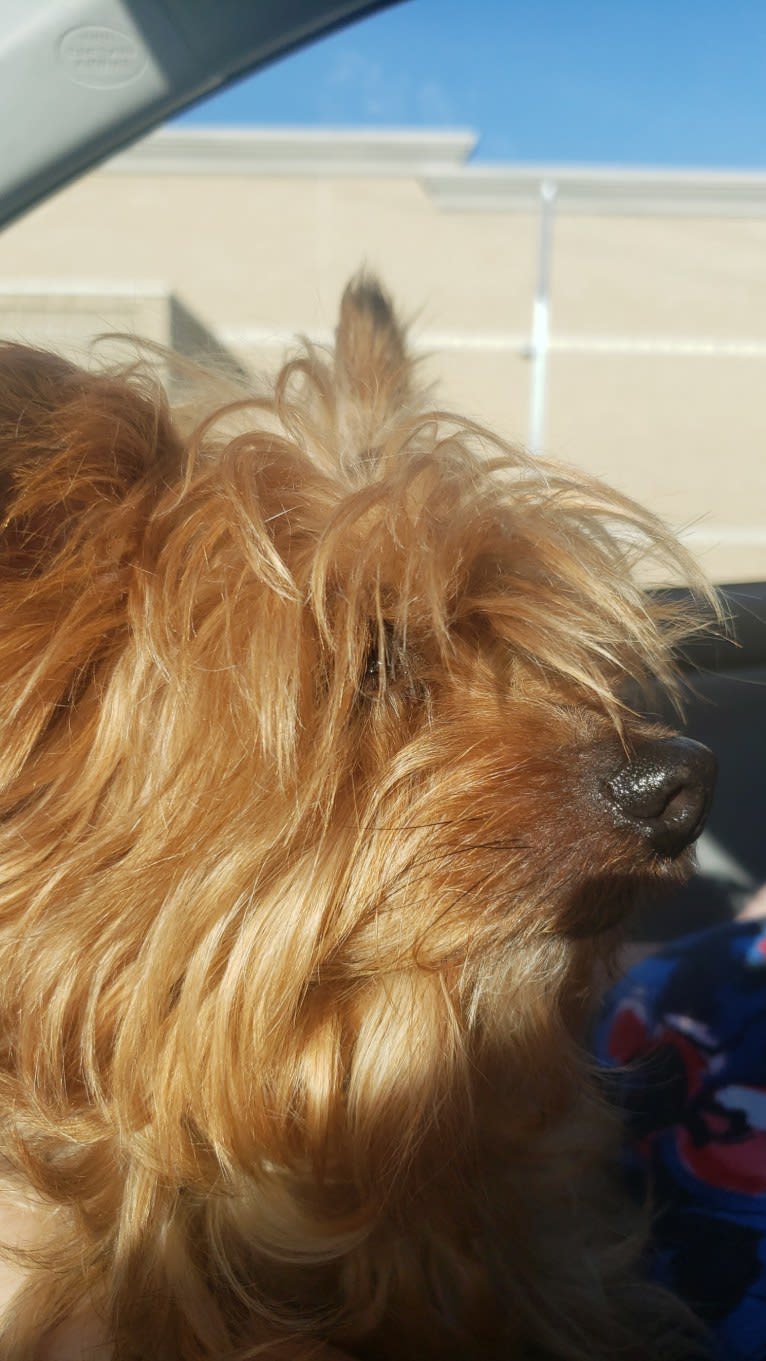 Harley, a Yorkshire Terrier tested with EmbarkVet.com