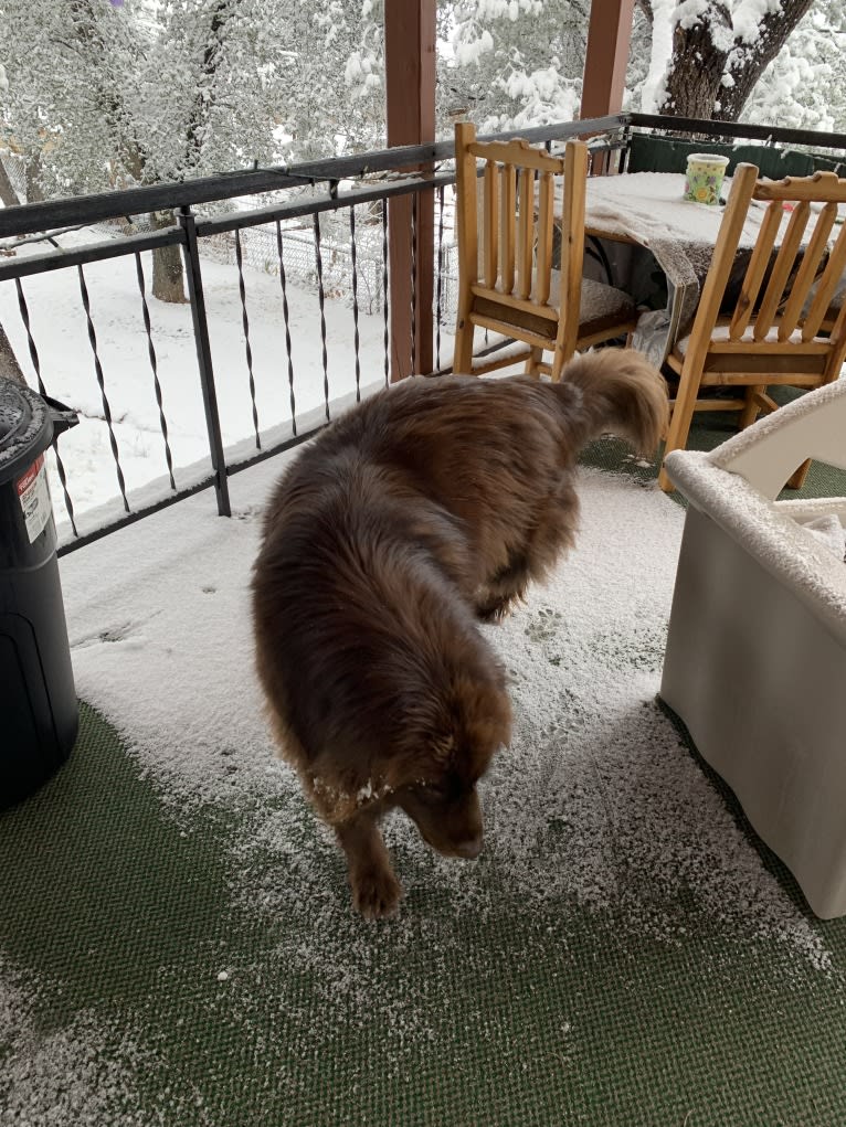 Rosey, a Newfoundland and Siberian Husky mix tested with EmbarkVet.com