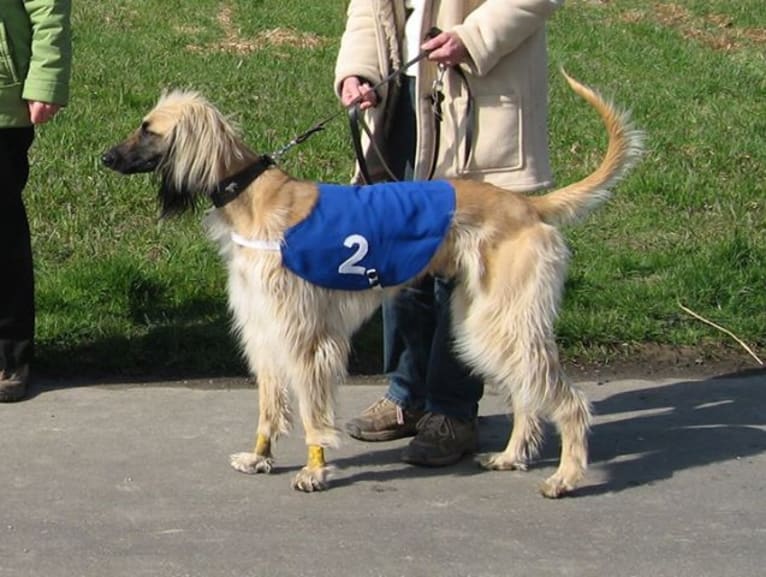 Xoran, an Afghan Hound tested with EmbarkVet.com