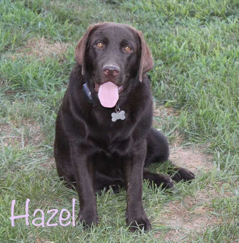 Photo of Hazel, a Labrador Retriever  in Depauw, IN, USA