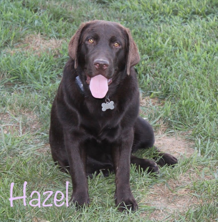 Hazel, a Labrador Retriever tested with EmbarkVet.com