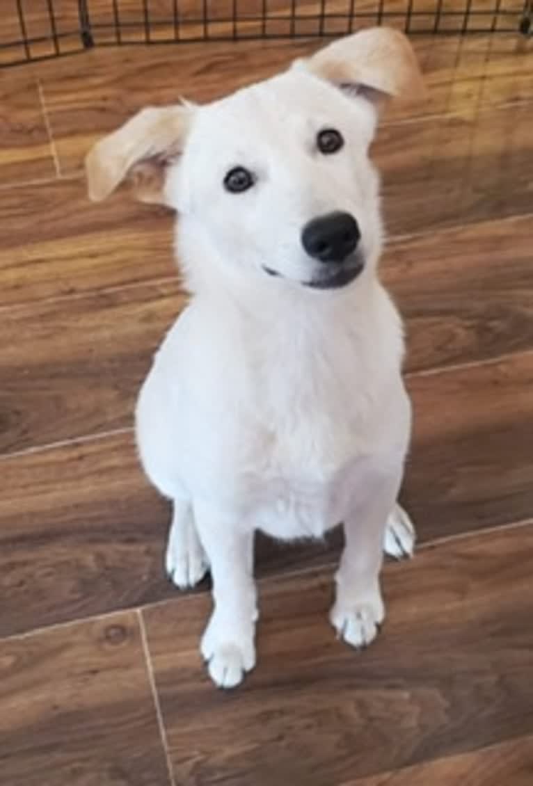 Ellie, an Australian Cattle Dog and Great Pyrenees mix tested with EmbarkVet.com