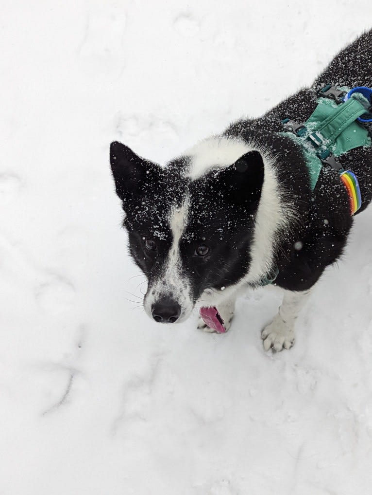 Stella, a Karelian Bear Dog tested with EmbarkVet.com