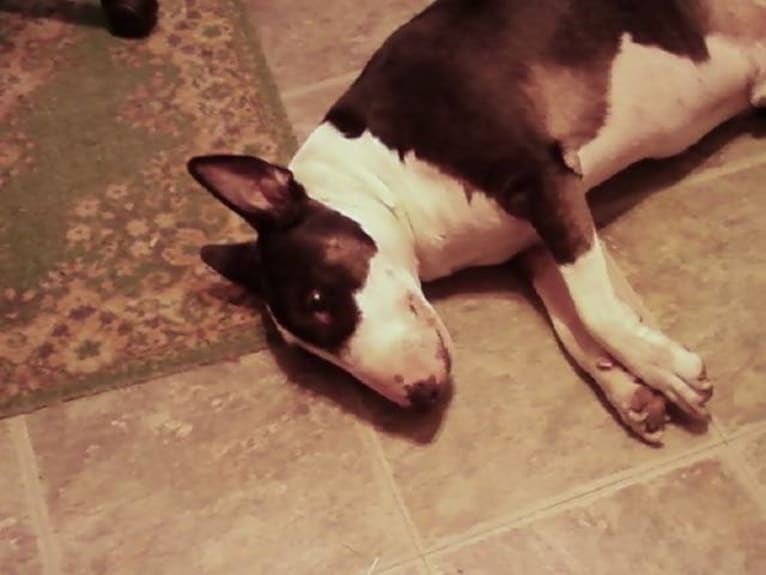Houston, a Bull Terrier tested with EmbarkVet.com