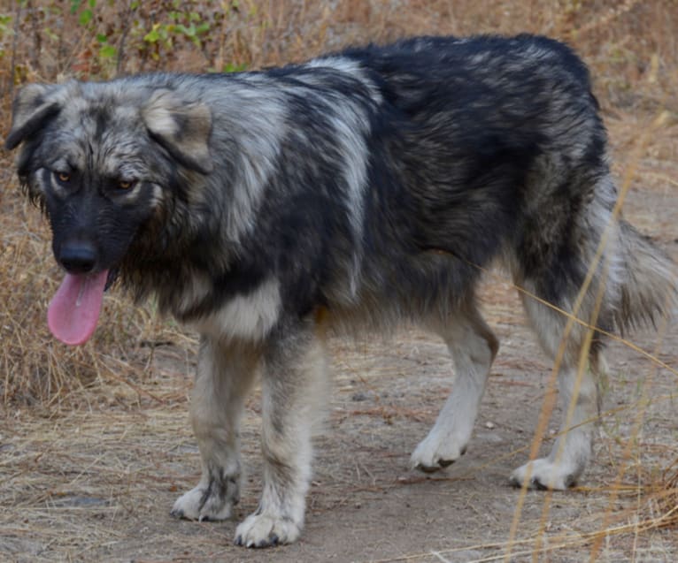 River, a German Shepherd Dog and Alaskan Malamute mix tested with EmbarkVet.com