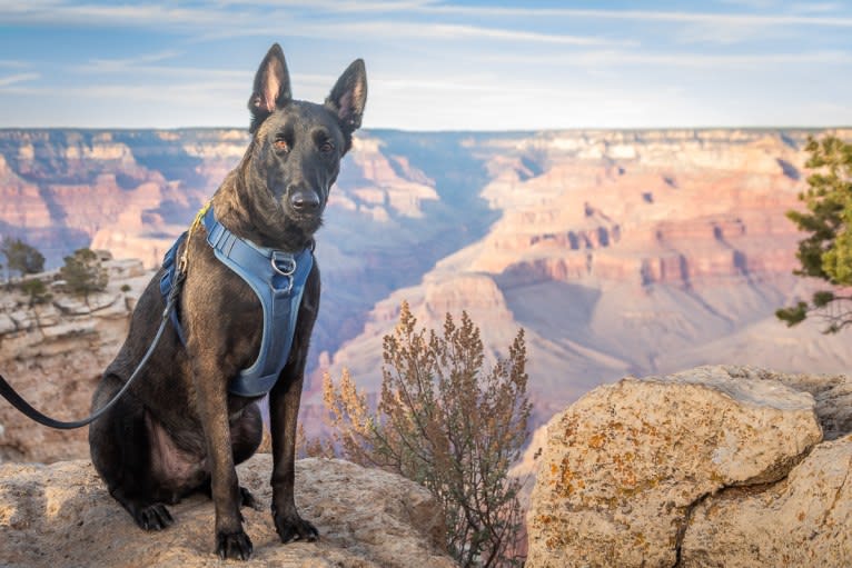 Ada, a Belgian Malinois and German Shepherd Dog mix tested with EmbarkVet.com