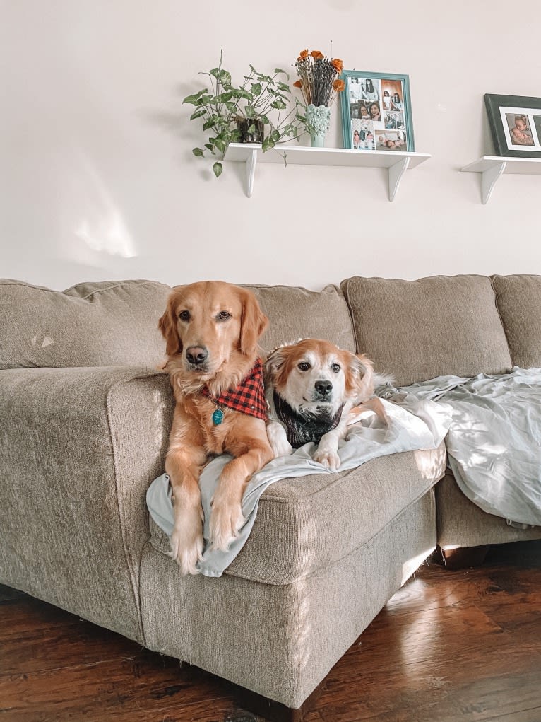 Marley, a Golden Retriever tested with EmbarkVet.com