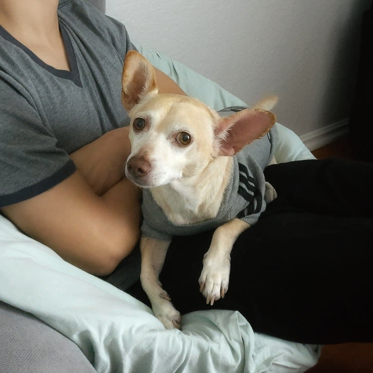 Froyo, a Chihuahua and Miniature Pinscher mix tested with EmbarkVet.com