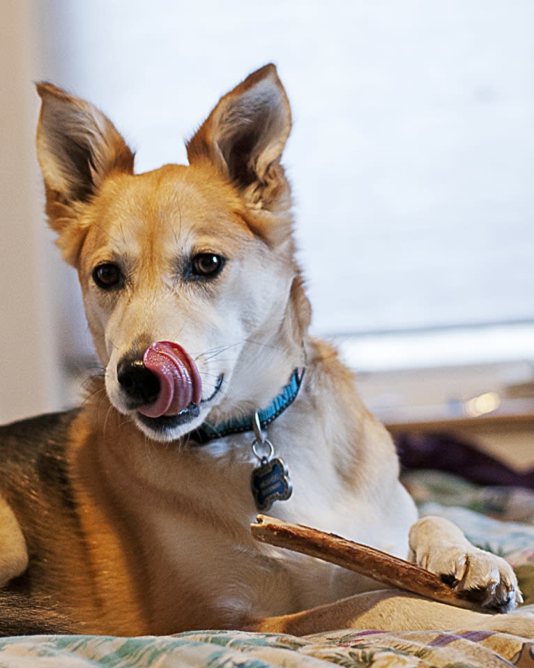 Mushski, an Alaskan-type Husky and Golden Retriever mix tested with EmbarkVet.com