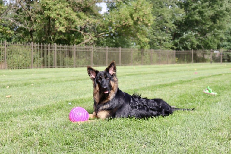 Kaila, a German Shepherd Dog tested with EmbarkVet.com