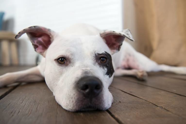 Pete, an American Pit Bull Terrier tested with EmbarkVet.com