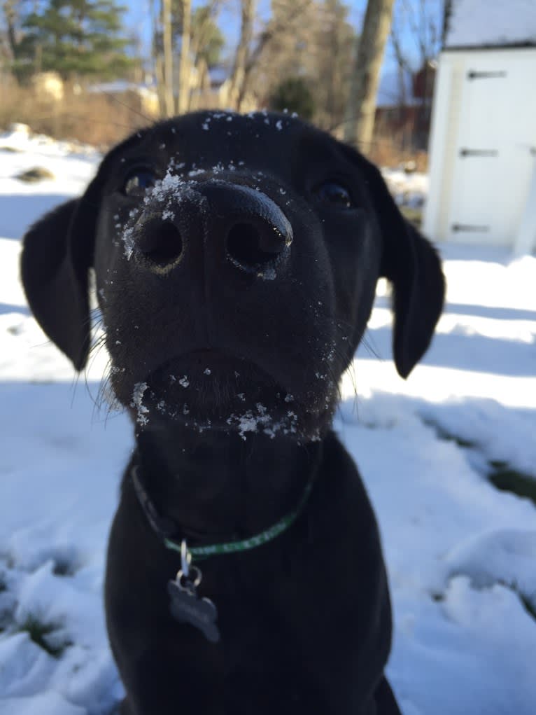 Charlie, an Australian Cattle Dog and Labrador Retriever mix tested with EmbarkVet.com