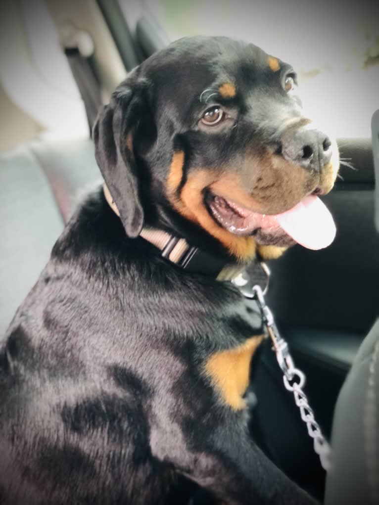 Chompy, a Rottweiler tested with EmbarkVet.com