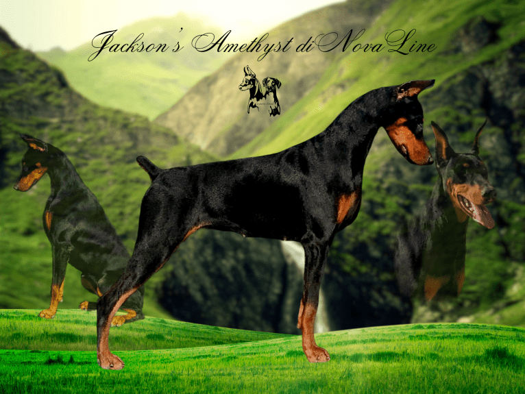 Amethyst, a Doberman Pinscher tested with EmbarkVet.com