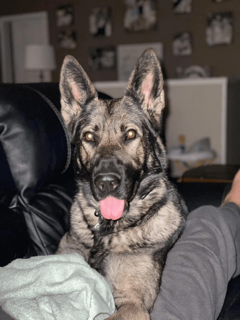 Ro, a German Shepherd Dog tested with EmbarkVet.com