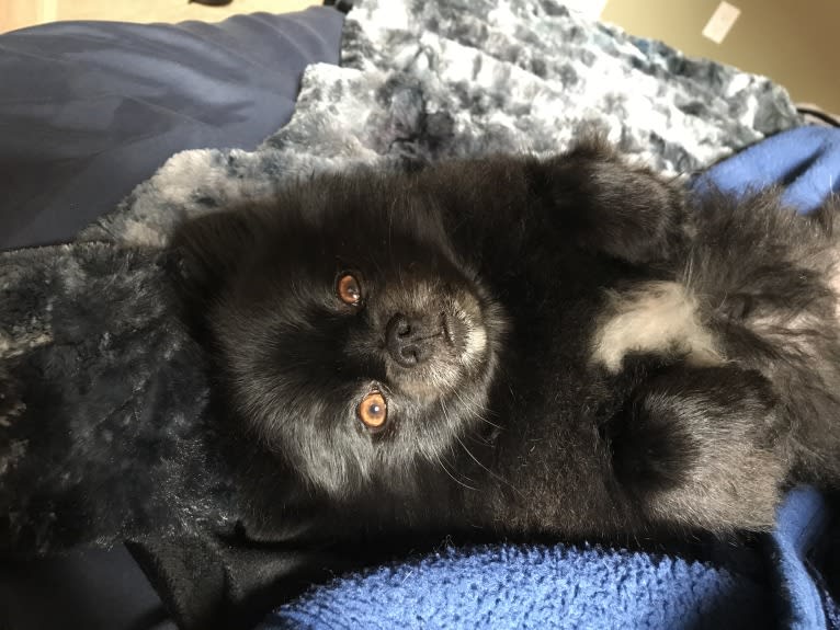 Marlin, a Pomeranian tested with EmbarkVet.com