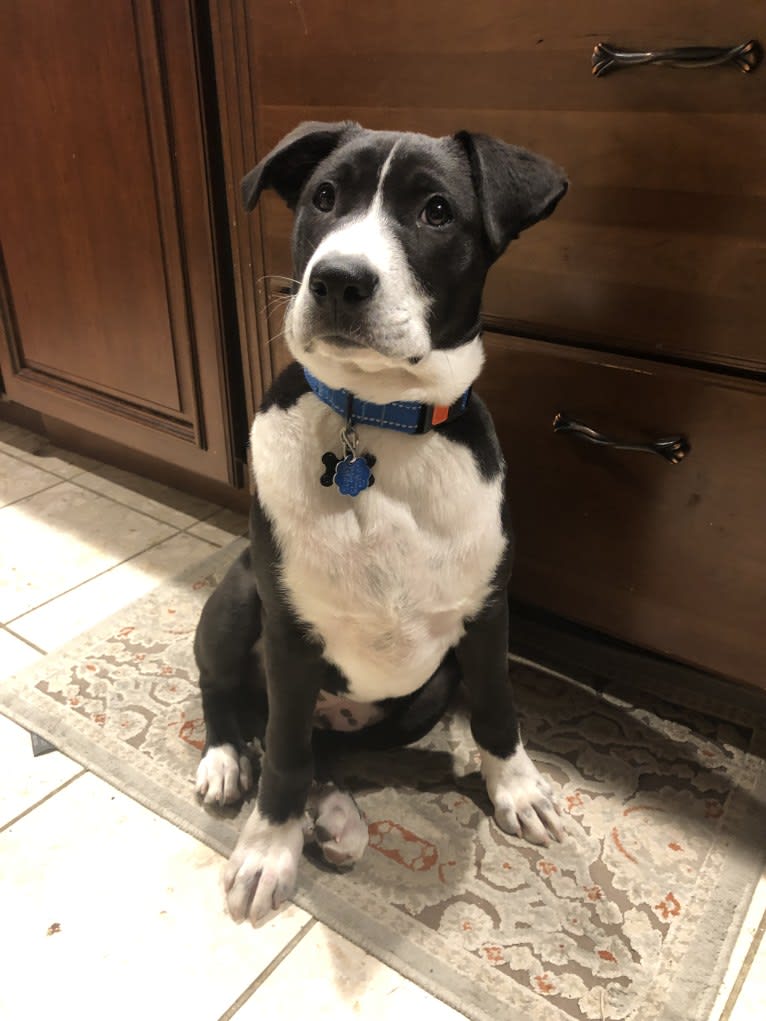 Easton, a Great Pyrenees and American Pit Bull Terrier mix tested with EmbarkVet.com