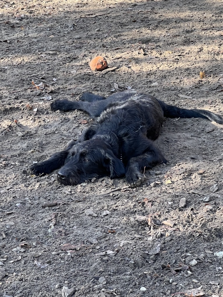 Levi, a Labradoodle tested with EmbarkVet.com