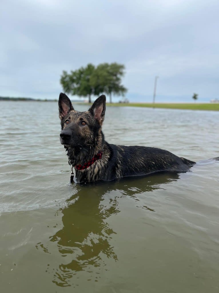 Taz, a German Shepherd Dog tested with EmbarkVet.com