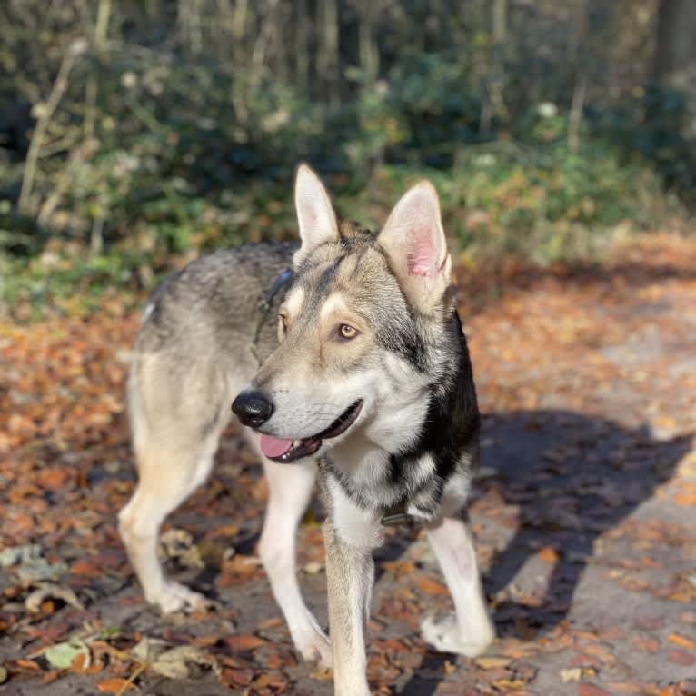 Kasper (Mountain Dew Phillip), a Saarloos Wolfdog tested with EmbarkVet.com