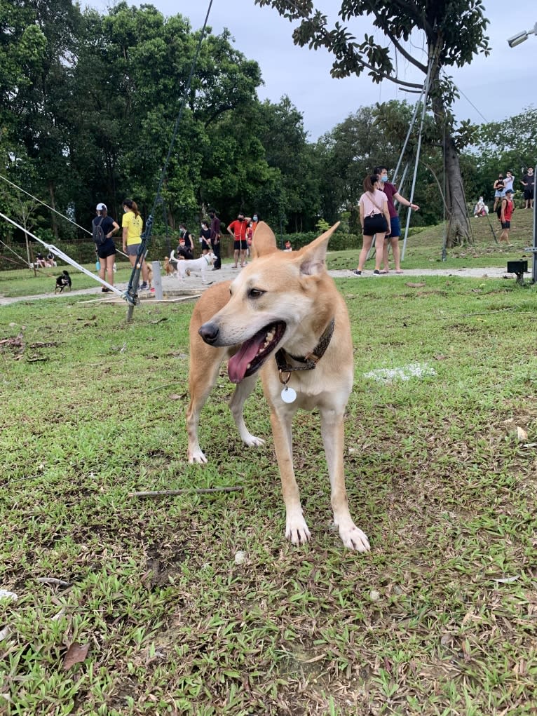 Becky, a Southeast Asian Village Dog tested with EmbarkVet.com