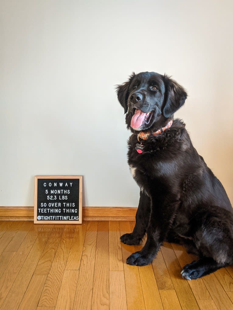 Conway, a Golden Retriever and Great Pyrenees mix tested with EmbarkVet.com