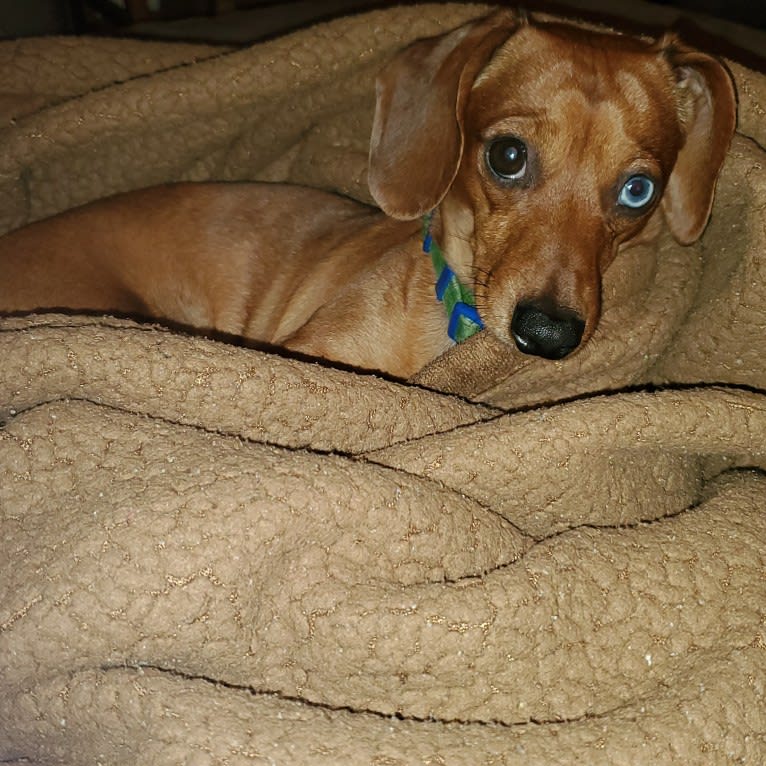 Casey, a Dachshund tested with EmbarkVet.com